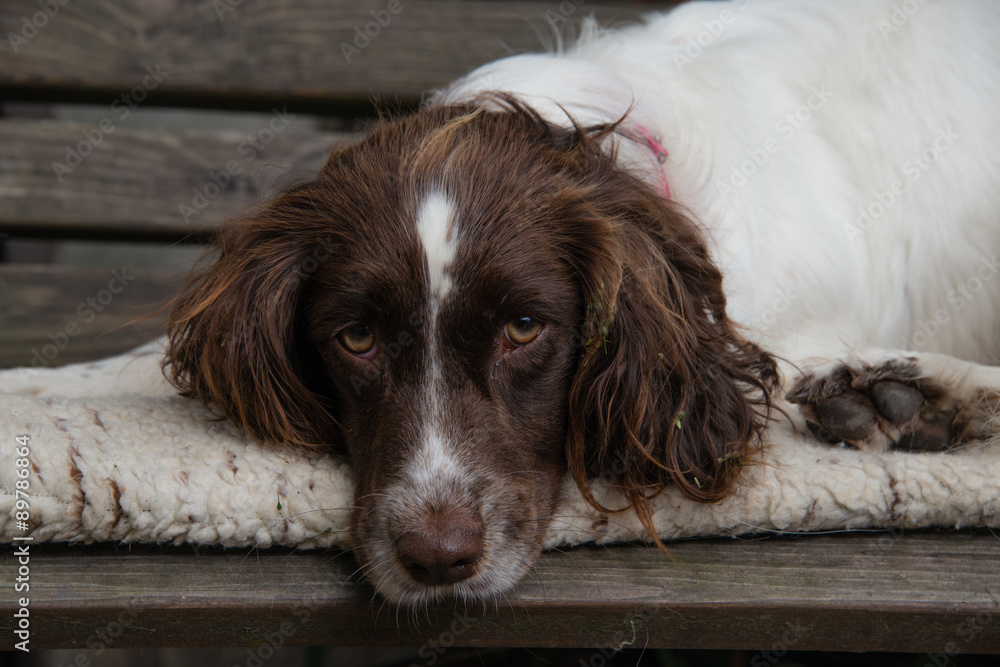 A close up of a sleepy springer spaniel on a wooden bench