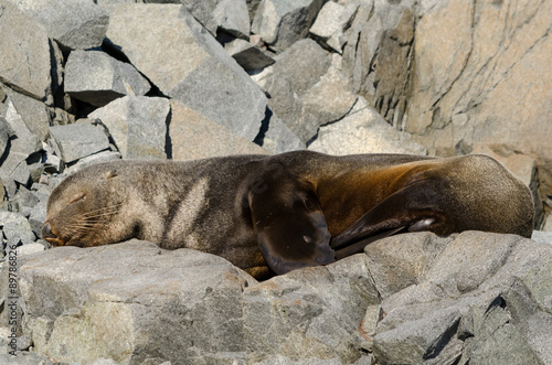 Antarctic Fur Seal Sleeping