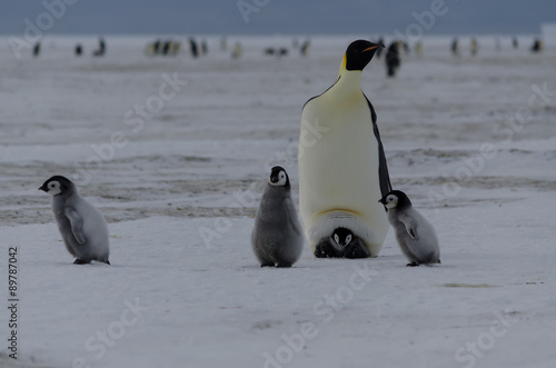 Emperor Penguin and Chicks