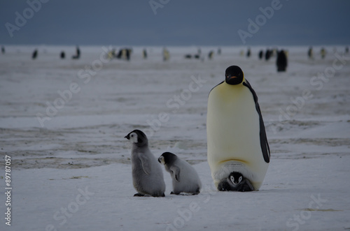 Emperor Penguin and Chicks