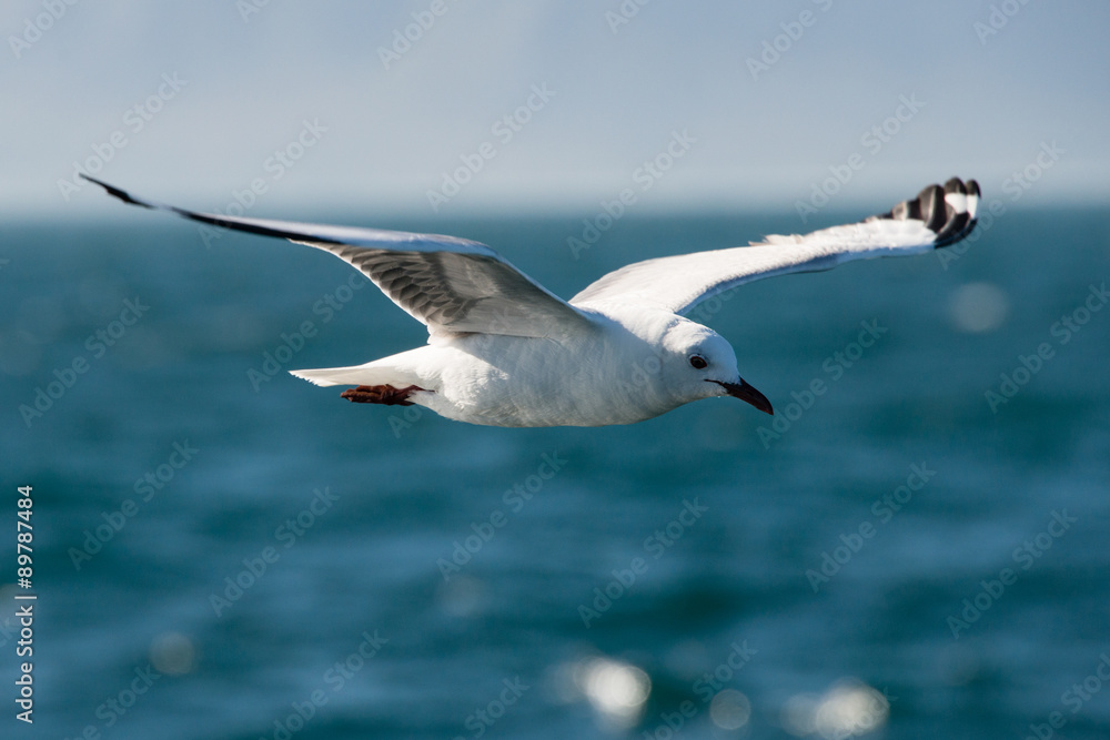 Obraz premium A close up of a gull flying