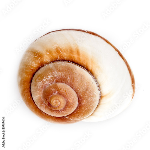 Giant Landsnail Shell (Ryssota Ovum)