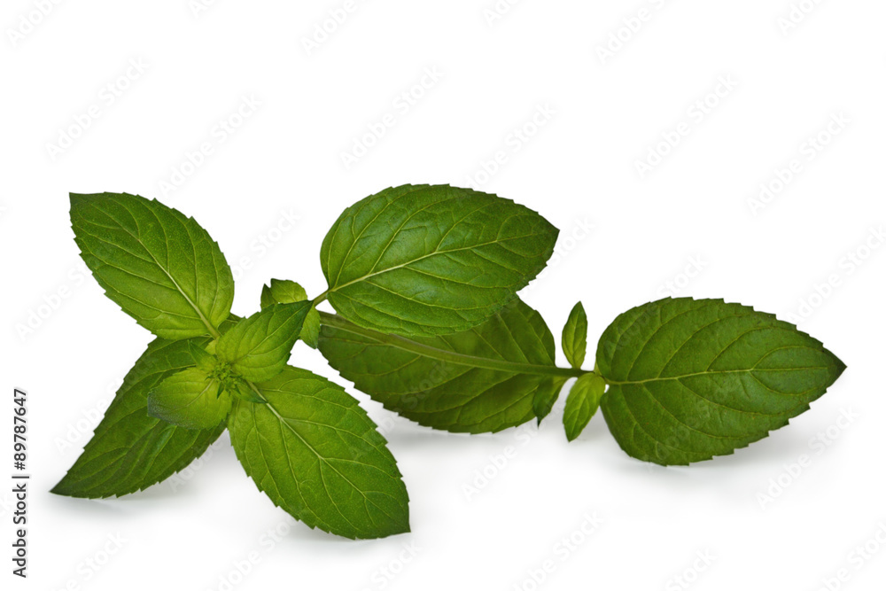Mint leaves isolated on white background Mint leaves isolated on white background