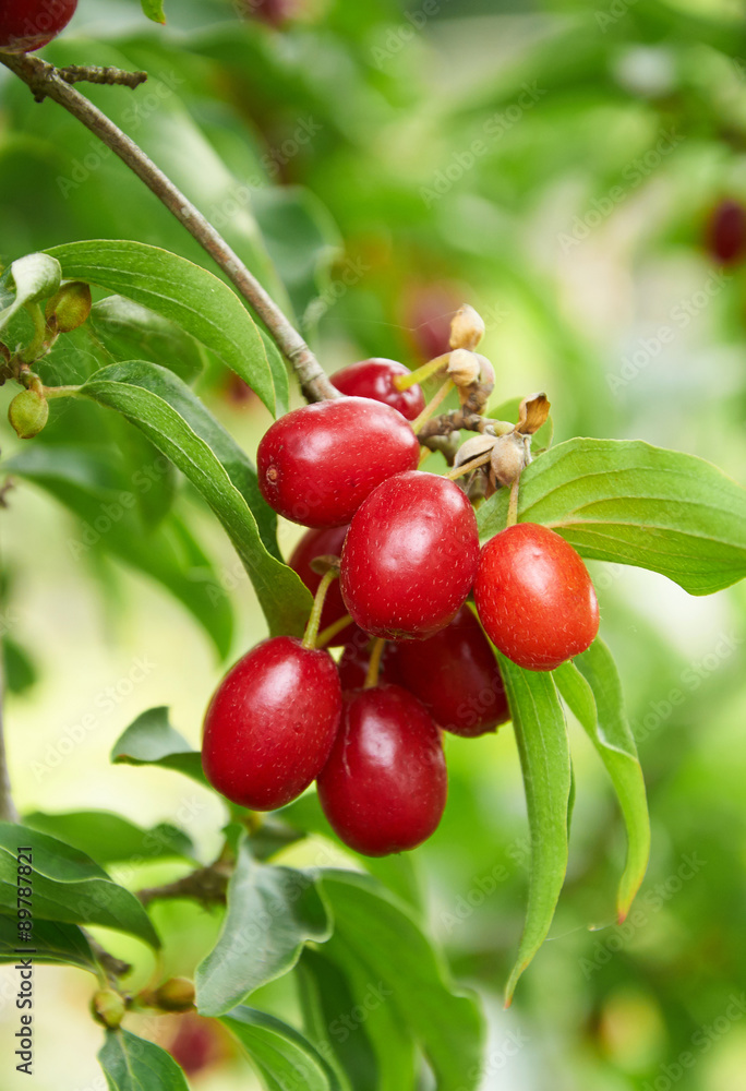 Bright red berries of cornel on the branch Bright red berries of cornel on the branch