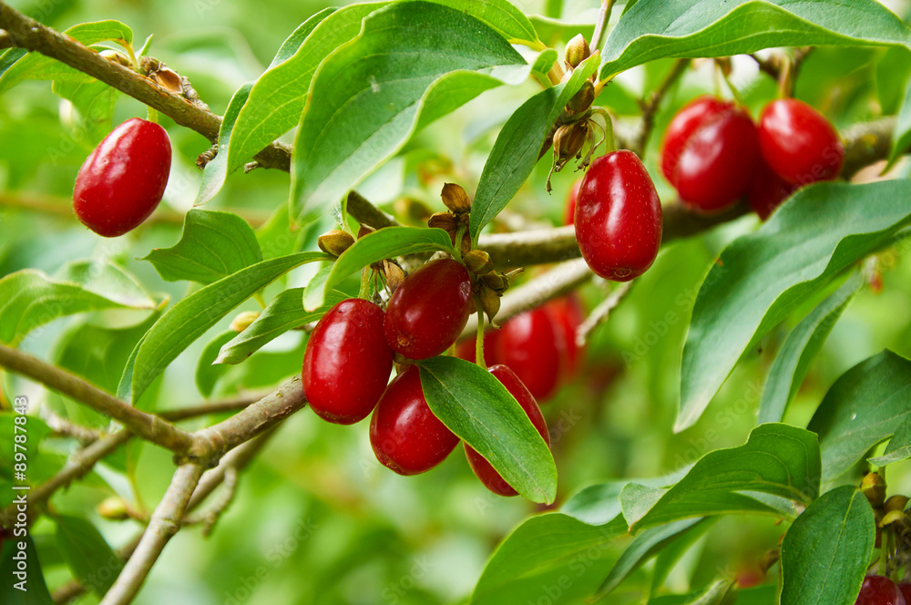 Bright red berries of cornel on the branch