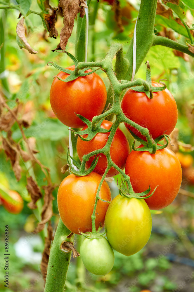 Branch of red tomato on vegetable garden
