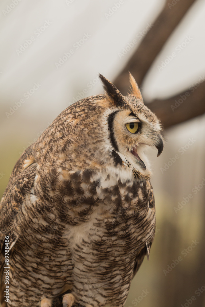 Fototapeta premium Great Horned Owl