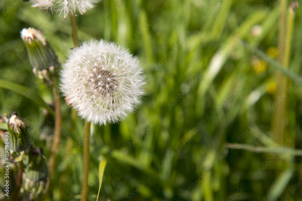 Dandelion