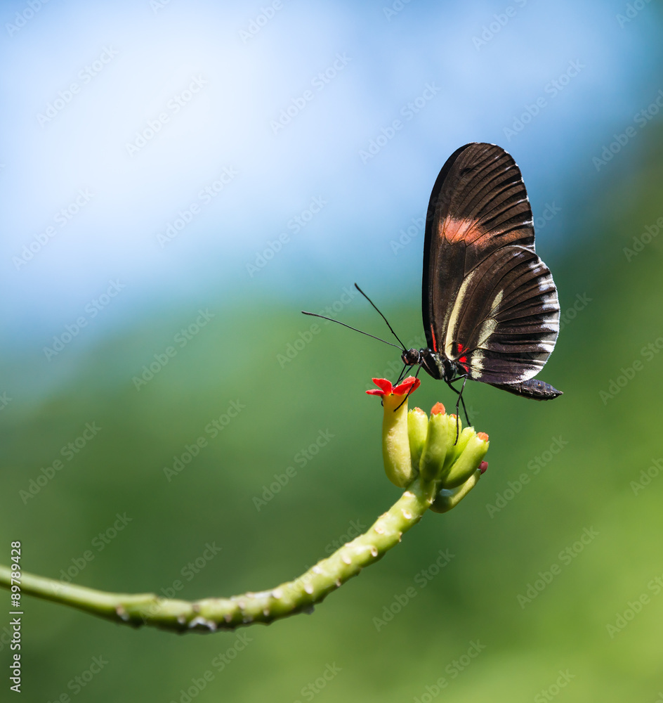Obraz premium Red postman butterfly (Heliconius erato)