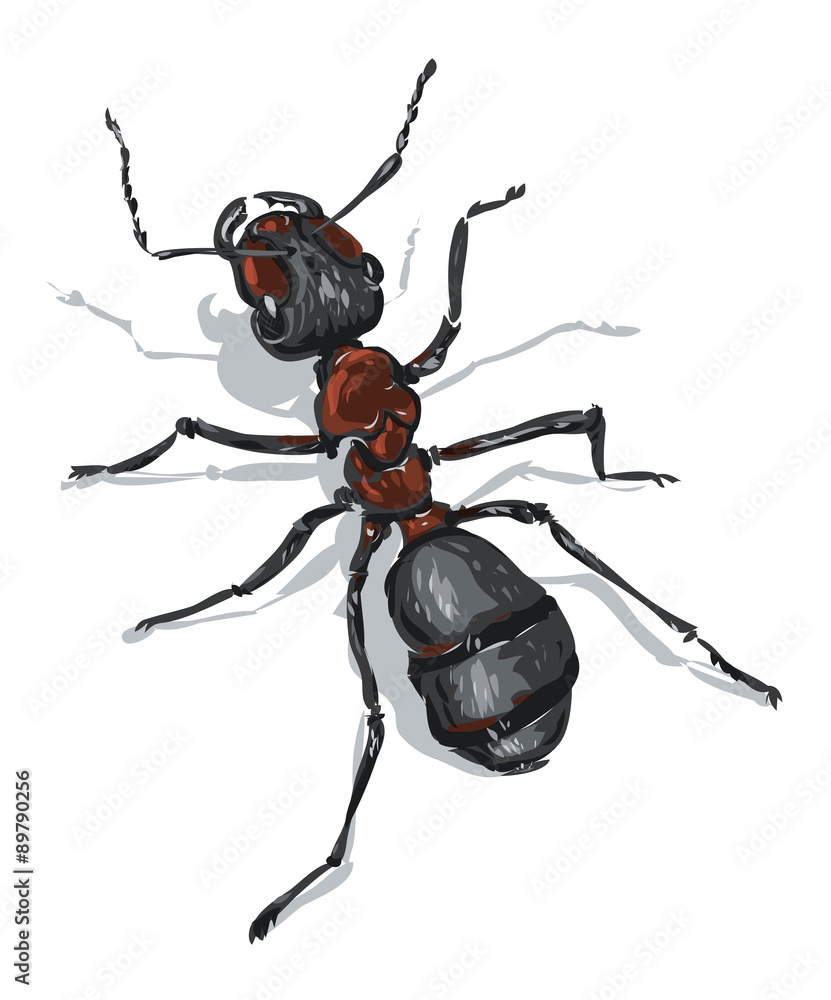 vector ant vector ant