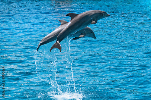 Two dolphins jump above blue water