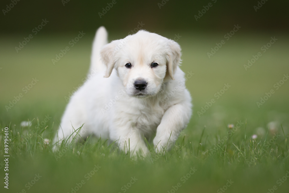 Young golden retriever baby dog Young golden retriever baby dog