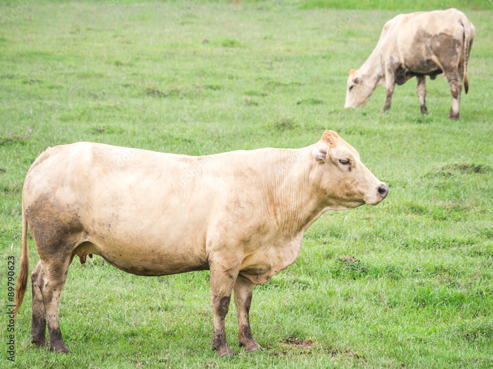 Brown cow