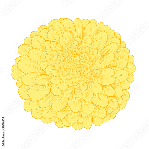 Fototapeta Naklejka Na Ścianę i Meble -  beautiful yellow flower isolated on white background