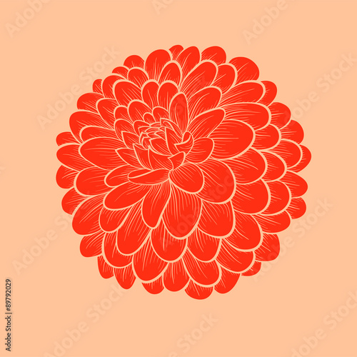 Fototapeta Naklejka Na Ścianę i Meble -  beautiful flower Dahlia drawn in graphical style contours and lines, isolated on white background