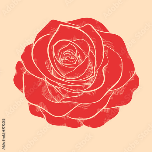 beautiful red rose in a hand-drawn graphic style in vintage colors