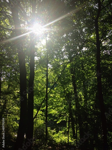 Sonne im Wald 