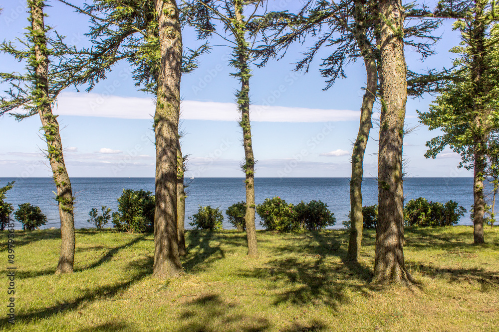 seaside / Conifers on the Baltic coast in the evening