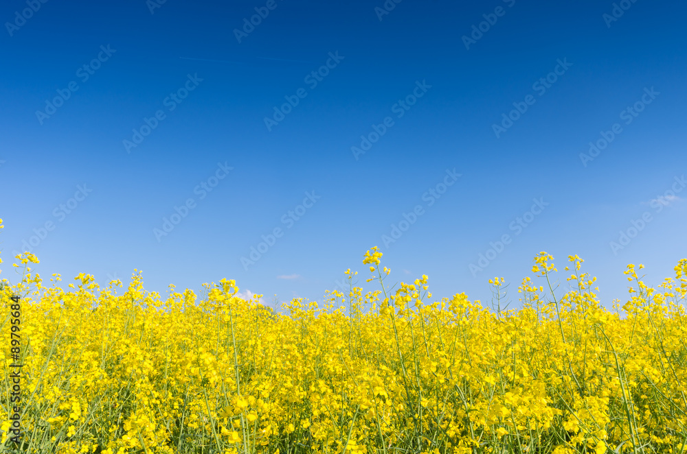Rapeseed field with clear blue sky