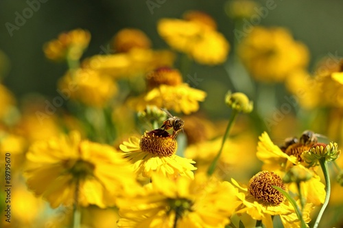 Honigbiene auf Sonnenbraut