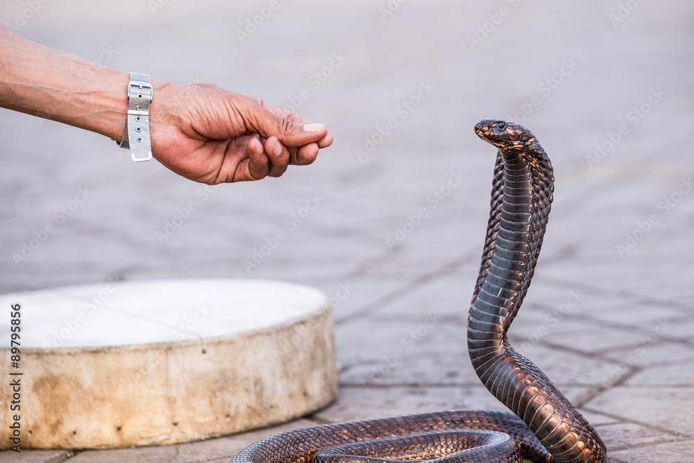 Fototapeta premium Egyptian cobra charmed at Jemaa el-Fnaa square, Marrakesh (Morocco)