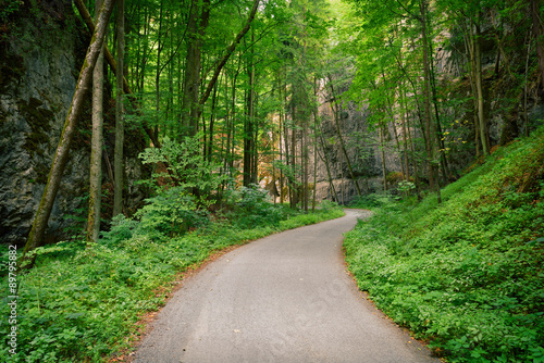 Abandoned asphalt road in a deep green forest with rocks