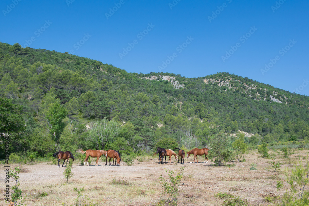 Obraz premium Horses in nature