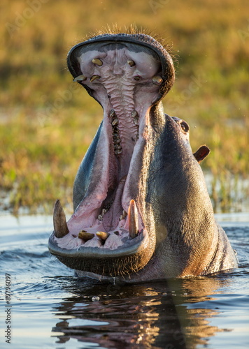 Hippo he opens his mouth. Close-up. An excellent illustration. Botswana.