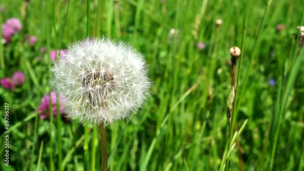 Makroaufnahme einer Pusteblume auf einer Sommerwiese Makroaufnahme einer Pusteblume auf einer Sommerwiese