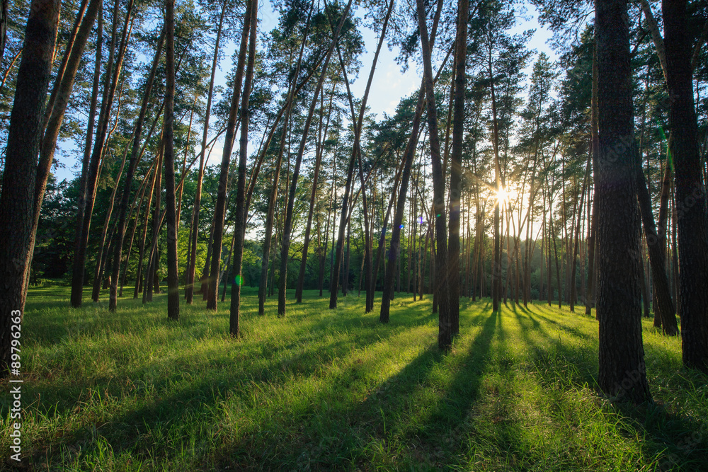 Obraz premium лес