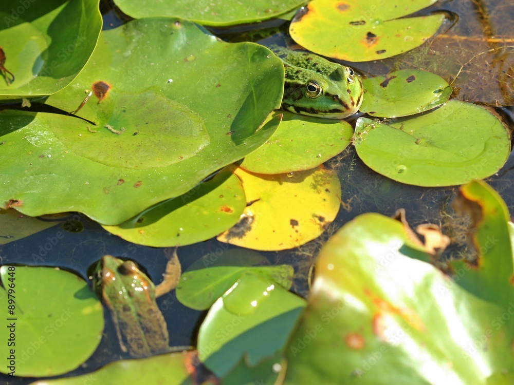 Zwei Teichfrösche (Pelophylax esculentus) zwischen Seerosenblättern Zwei Teichfrösche (Pelophylax esculentus) zwischen Seerosenblättern