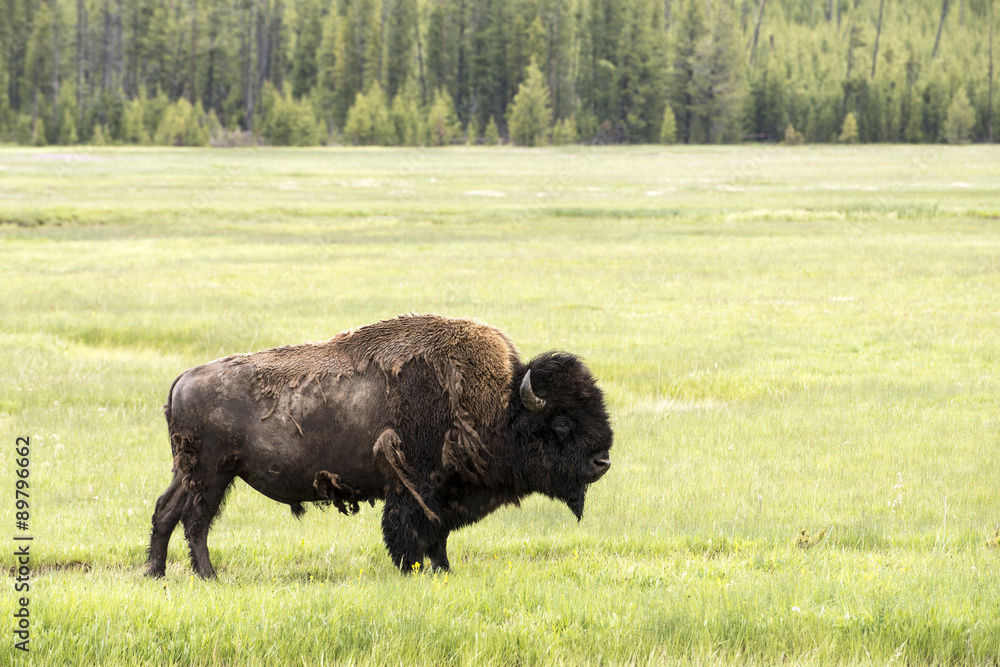 Bison standing in a prairie at Yellowstone National Park.