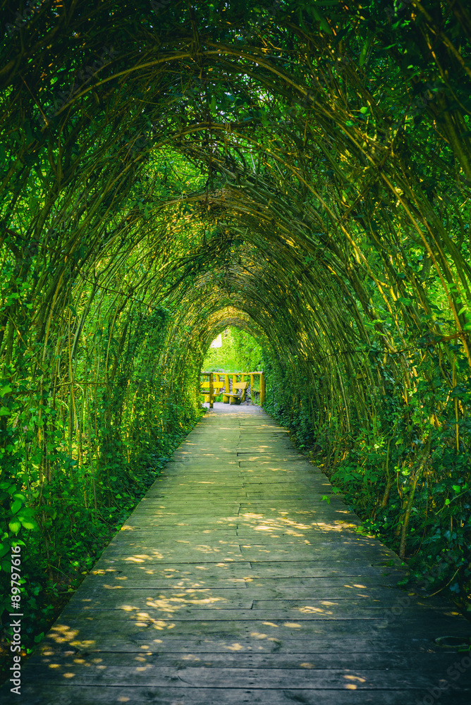 Ivy covered rack becomes a beautiful tunnel