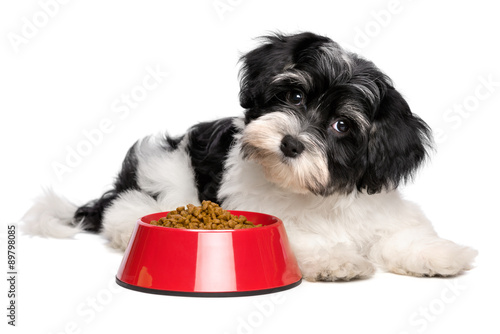 Cute Havanese puppy dog is lying next to a red bowl of dog food