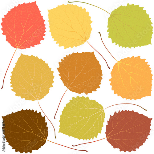 autumn aspen leaves