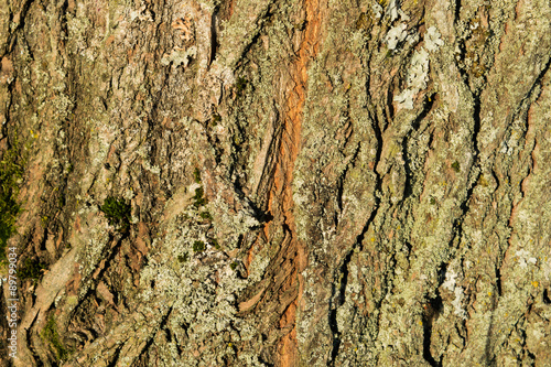 Bark with great pattern