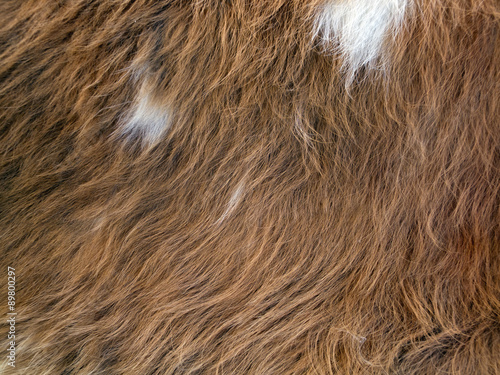 Close up of brown  skinned goat fur with white details