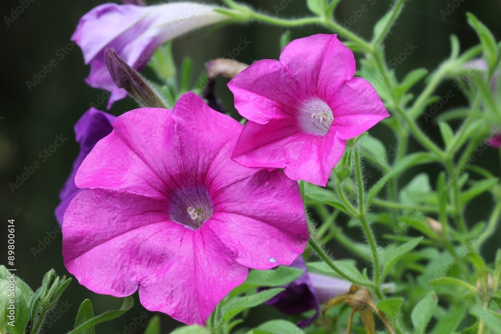 Petunia - Surfinia Petunia - Surfinia