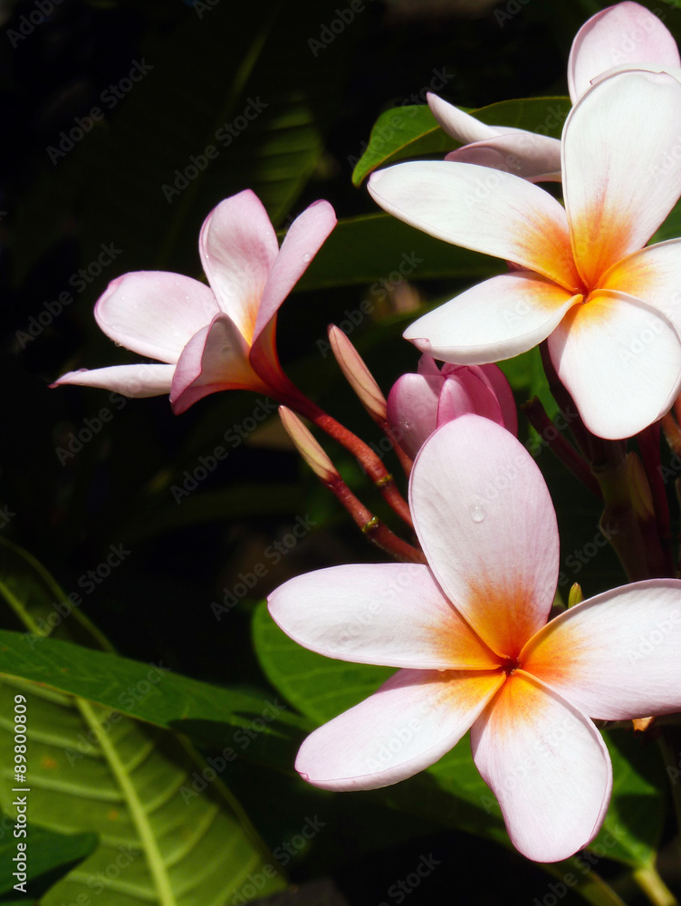 Fototapeta premium Plumeria