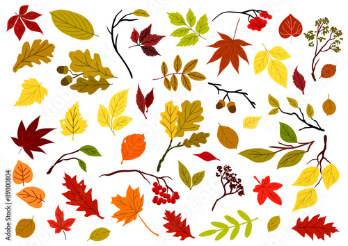 Autumnal leaves, berries and herbs