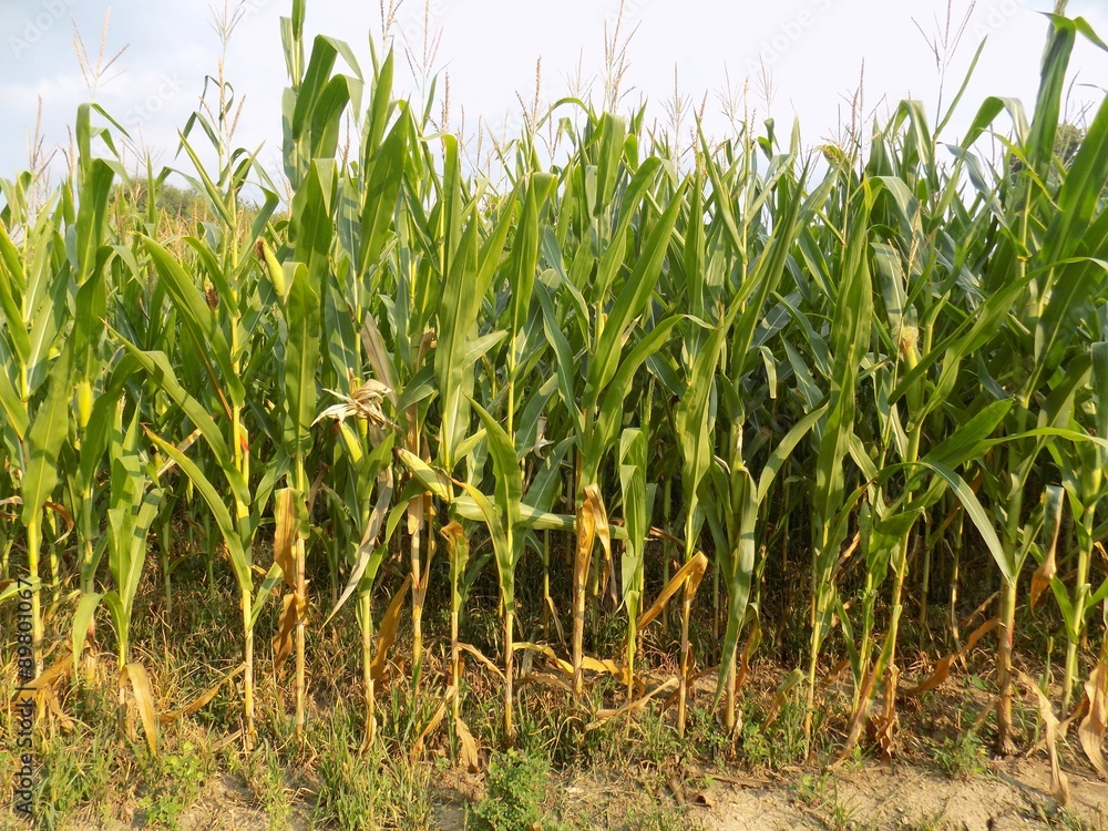 Fototapeta premium Corn field