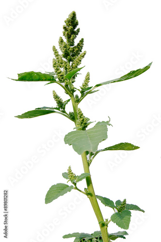 Pigweed (Amaranthus retroflexus)