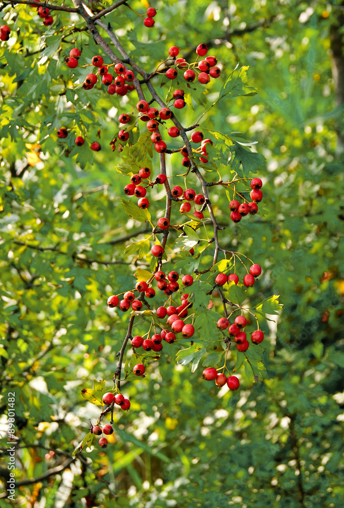fruit of hawthorn (Crataegus laevigata) fruit of hawthorn (Crataegus laevigata)