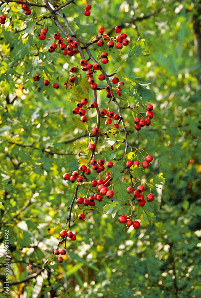 fruit of hawthorn (Crataegus laevigata)