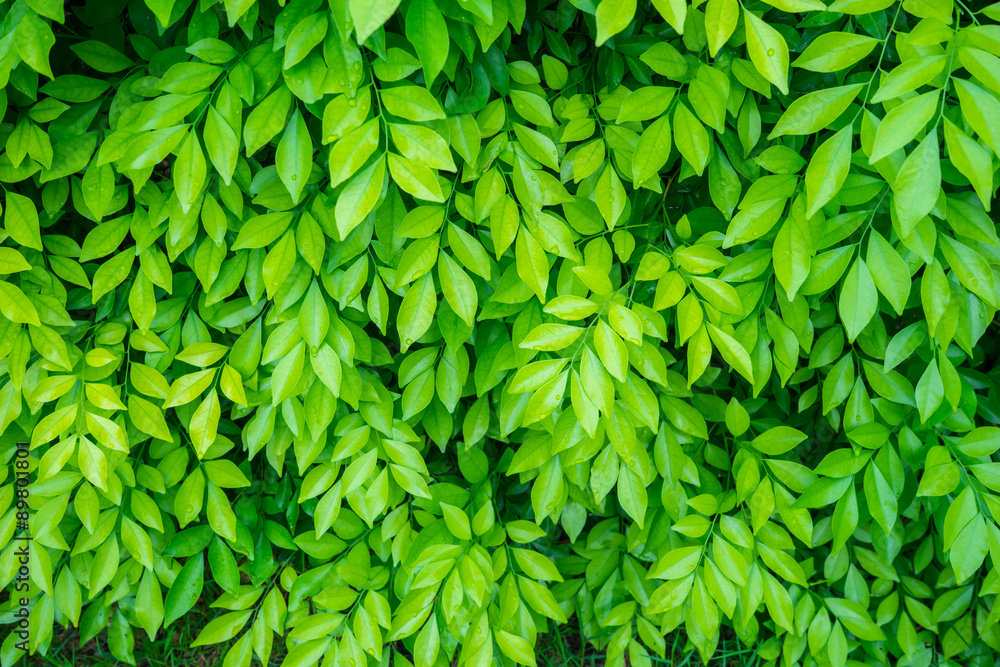 Fototapeta premium green leaf background 1