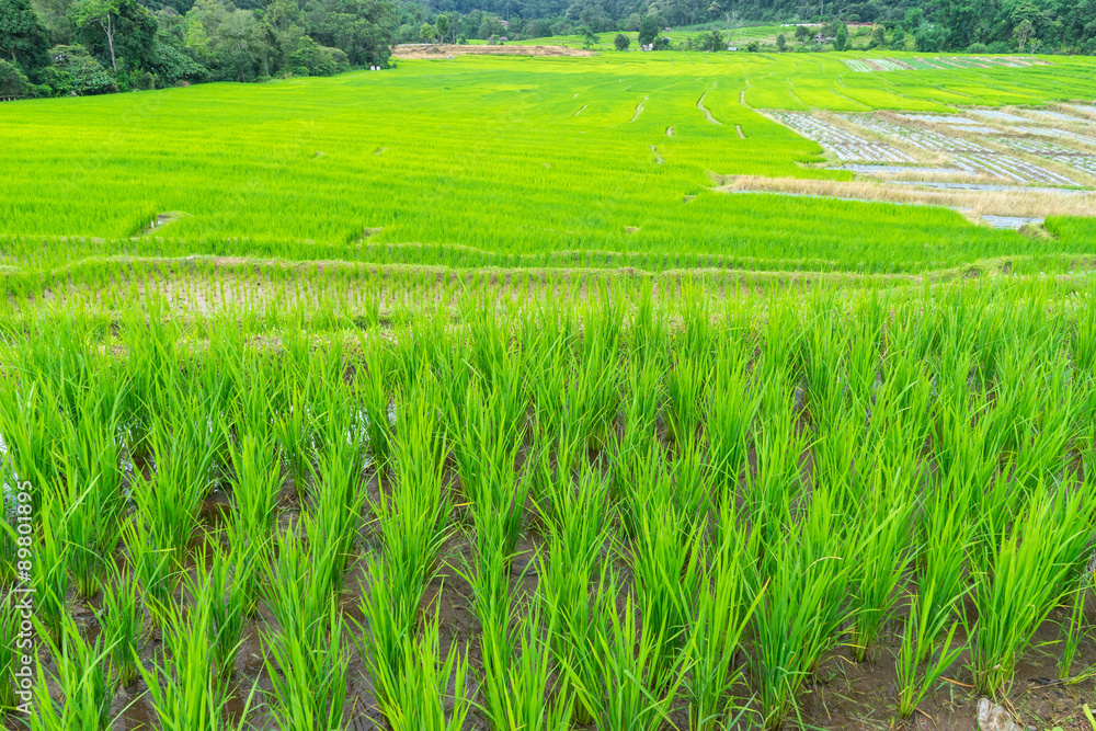 Landscape rice field in chiang mai 1 Landscape rice field in chiang mai 1