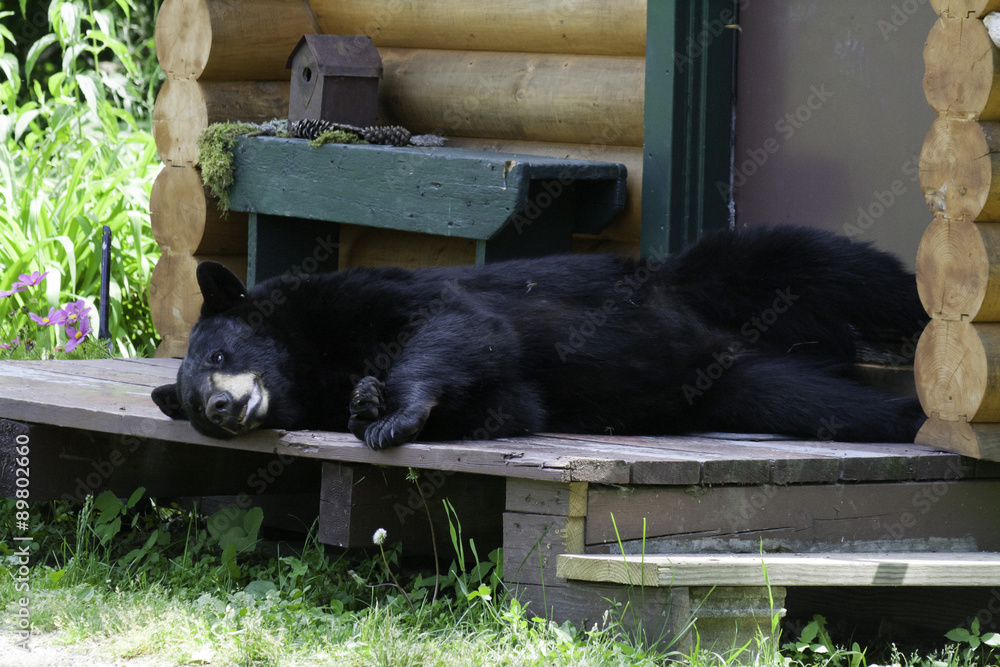 Fototapeta premium Black bear laying on cabin porch