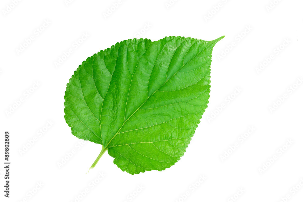 Obraz premium green leaf on a white 1