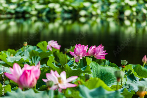 Lotus in China