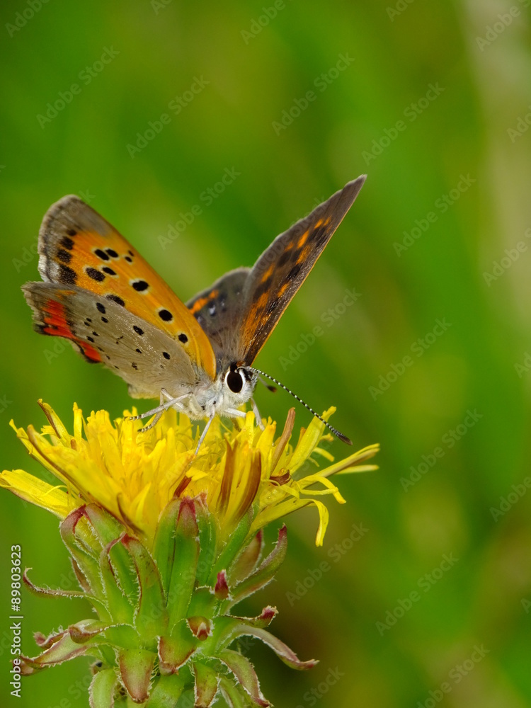 colorful wings on the dandelion flower #2 colorful wings on the dandelion flower #2